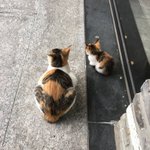 [19] 귀여운 고앙이 문제 풀고 가