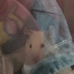 [댓글부탁해] 깜짝<b>놀란</b> hAmStER