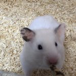 [댓글부탁해] 왕큰 <b>멸치</b>먹는 왕큰햄스터!!!
