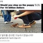 [드루와] <b>요기</b> 작은 강아지 한 마리가 있습니다 ....jpg