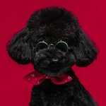 [EXO] 토벤이 진짜 절라귀엽다