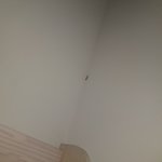 얘들아 이 벌레 <b>빠름</b>? (혐주 벌레사진있음