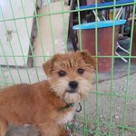 [강아지] 눈이 예쁜아이의 가족이 되어주세요
