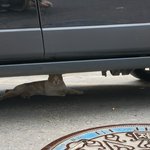 [드루와] 길고<b>냉이</b> 봤어