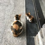 [댓글부탁해] 내 친구 지금 불특정 <b>다수</b>한테 욕먹고 있는데