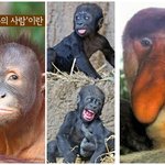 아이유 지민 <b>채령</b>