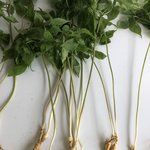 [<b>산삼</b>임하삼] <b>산삼</b> ,산양삼,장뇌삼,임하삼