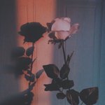 인스타 <b>조아</b>요 많이 받는 법 없냐