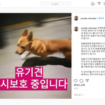이 강아지 <b>유기</b>견 주인을 찾아요 보신분