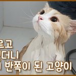 [겸<b>댕이</b>] 귀여워