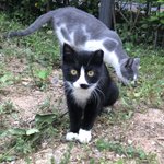 [고양이] 귀여운 아기 길고앵이 모음 2탄 !!!