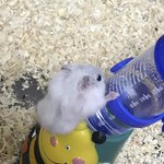 [댓글부탁해] 급급)<b>햄스터</b> 키워본 애들아 댓글좀ㅜㅜ