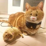 <b>아</b> <b>나</b> 하복 못 입을 듯......