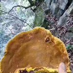 [상황<b>버섯</b>] 뽕나무 상황<b>버섯</b>,뽕상황