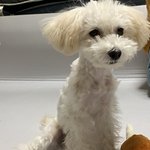 [강아지] 강아지 실종했어요 목격하신분 제발 찾아주세요 사례드릴게요