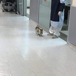 아가고양이를 병원에 데려온 <b>어미</b>고양이