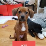 [강아지] 미니 리트리버같은 두아이들