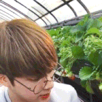 딸기대장 따라 다같이 딸기 따러 다녀온 방탄