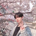 벚꽃 사진 맛집이라는 아이돌 소속사