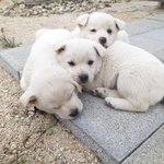 [강아지] 3자매의 가족이 되어주세요