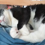 [고양이] 으르신에게 <b>집사</b>의 쓰임새란...