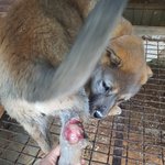[강아지] 아직 어린아이 입니다
