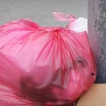 살아있는 새끼고양이 3마리 쓰레기<b>봉투</b> 유기…경찰 수사