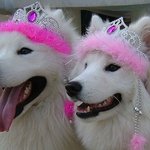 <b>평준</b>화 지역 잘 아는 사람 들어와봐ㅈㅂㅈㅂ