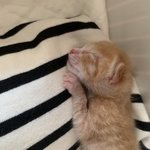 [고양이] 내 귀염둥 성장과정 ❤️