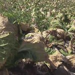 [밭딤] 올해 배추<b>농사</b> 개존망 했읍니더.