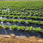 [밭딤] 안의 <b>배추</b>들아