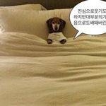 [드루와] 애기 싫어했다가 좋아<b>진애들</b> 있냐