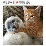 [댓글부탁해] 근데 <b>유사</b>랑 알페스 둘중하나안쳐먹으먼 도대체 무슨마음으로...