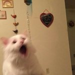 혹시 워드 자격증 딴 애 잇냐 !!