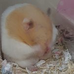 뚱뚱한 <b>햄스터</b> 봐