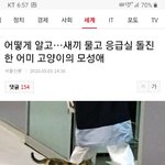 응급실에 찾아간 고양이