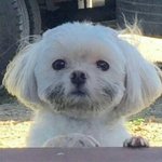난 <b>캡틴</b> 아메리카 싫어