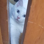 [고양이] <b>애용</b>이 보고가세요