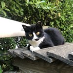 [고양이] 귀여운 아기 길고앵이 <b>모음</b> 3탄!!