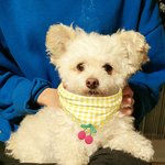 [강아지] 저희집 초롱이가 무슨종류의 강아지 인가요? [사진추가]...