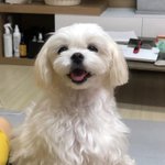 [드루와] 거,.지나가는,.길에,,조이네 강아지 보고 가이소..