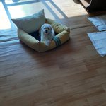 나의 귀여운 강아지ㅡ봐주세요