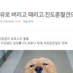 [강아지] 진돗개 백구 영업글! 백구 많이 사랑해쥬세요 :-)