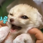 이 말투 개싫어