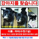 [유기견] <b>용인</b> 수지 지역 강아지 실종 도움 부탁드립니다.