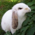 나 오늘 <b>울</b><b>집</b> 강아지랑 싸웠음ㅜㅜㅜㅜ