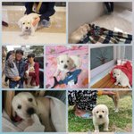 [강아지] 보호소에서 태어난 8남매 <b>입양</b>완료