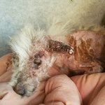 [강아지] 피부병이 심했던 <b>사라</b> 소식입니다