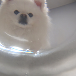 [강아지] 강아지 음<b>수량</b> 늘리는 방법!