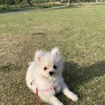 아이폰 11이나 XR 쓰는사람 (강아지사진)